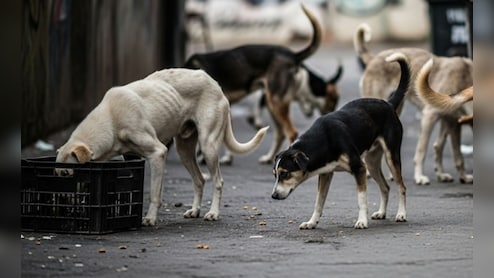 Explainer: Stray Dogs को लेकर SC में क्या हुई सुनवाई, इंसानों की लापरवाही का खमियाजा कुत्ते क्यों भरें?