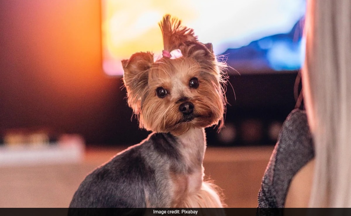 Скорошно проучване предполага че кучетата гледат телевизия по различен начин