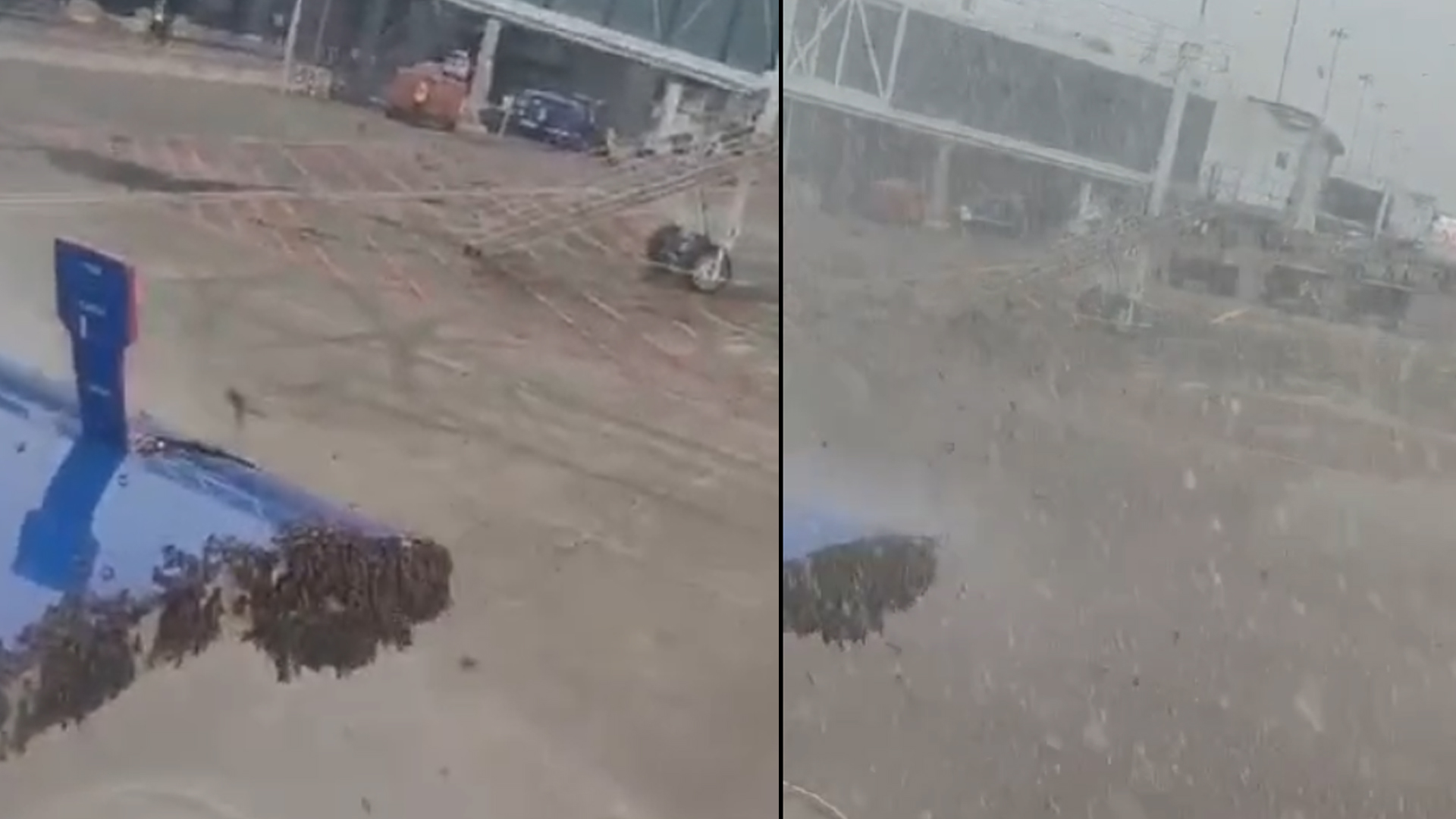 Surat-Jaipur Flight Delayed By 1 Hour. Reason: Swarm Of Bees On Cargo Door