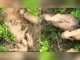 कीचड़ में मां से लिपट-लिपटकर बच्चों जैसे लोटे हाथी, छत्तीसगढ़ के जंगल से आया दिल लूट लेने वाला Video कीचड़ में मां से लिपट-लिपटकर बच्चों जैसे लोटे हाथी, छत्तीसगढ़ के जंगल से आया दिल लूट लेने वाला Video