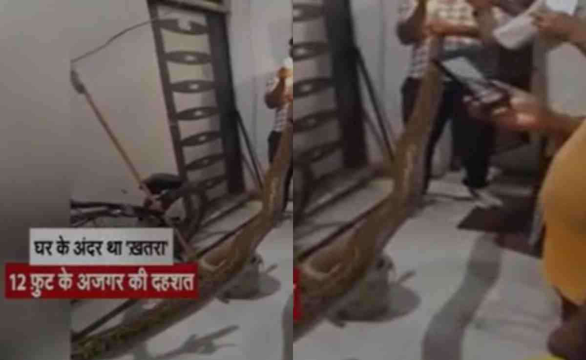 घर के अंदर मिला 12 फीट लंबा अजगर, वीडियो देख चौंक जाएंगे आप