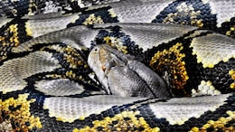 Missing Indonesian Farmer Found Dead Inside Stomach Of Giant 26-Foot Python