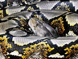 Missing Indonesian Farmer Found Dead Inside Stomach Of Giant 26-Foot Python Missing Indonesian Farmer Found Dead Inside Stomach Of Giant 26-Foot Python