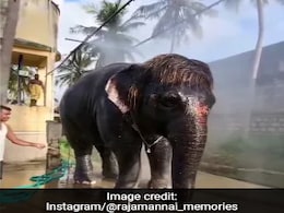 Watch: Baby Elephant's Adorable Encounter With Tiny Frog Melts Hearts Online Watch: Baby Elephant's Adorable Encounter With Tiny Frog Melts Hearts Online