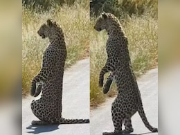 VIDEO: शिकार पर नजर रखने के लिए इंसानों की तरह अपने पिछले पैरों पर सीधा खड़ा हो गया तेंदुआ VIDEO: शिकार पर नजर रखने के लिए इंसानों की तरह अपने पिछले पैरों पर सीधा खड़ा हो गया तेंदुआ