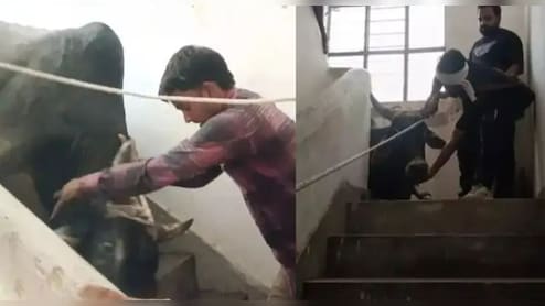 सांड ने कोतवाली में मारी धमाकेदार एंट्री, घूमते हुए तीसरी मंजिल पर जा पहुंचा, नीचे उतारने में छूटे पसीने