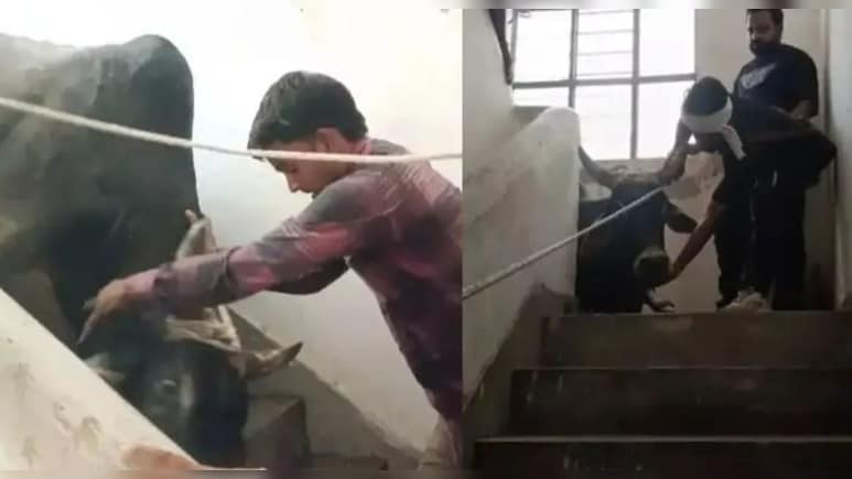 सांड ने कोतवाली में मारी धमाकेदार एंट्री, घूमते हुए तीसरी मंजिल पर जा पहुंचा, नीचे उतारने में छूटे पसीने सांड ने कोतवाली में मारी धमाकेदार एंट्री, घूमते हुए तीसरी मंजिल पर जा पहुंचा, नीचे उतारने में छूटे पसीने