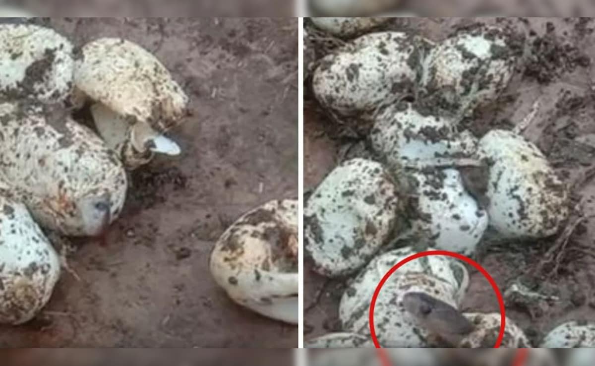 Latest and Breaking News on NDTV Latest and Breaking News on NDTV