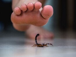 Scorpion Sting: विंचू चावला तर विष तातडीनं कसं उतरवणार? आयुर्वेदिक डॉक्टरांच्या टिप्स लक्षात ठेवा!