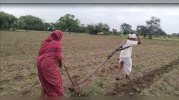 "No Choice": No Money For Oxen, Tractor, Elderly Couple Till Land For Crops