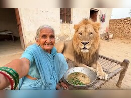 दादी ने शेर को समझ लिया भैंसिया, AI से बनी 8 सेकंड की वीडियो ने सोशल मीडिया पर मचाया तहलका