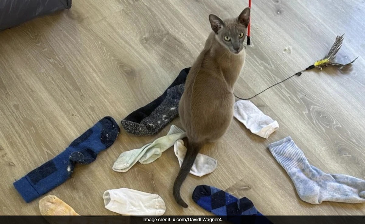 Нова Зеландия Повечето собственици на котки се страхуват от домашните