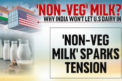 Why 'Non-Veg Milk' From Cows Is Becoming A Trade Barrier For India And US Why 'Non-Veg Milk' From Cows Is Becoming A Trade Barrier For India And US