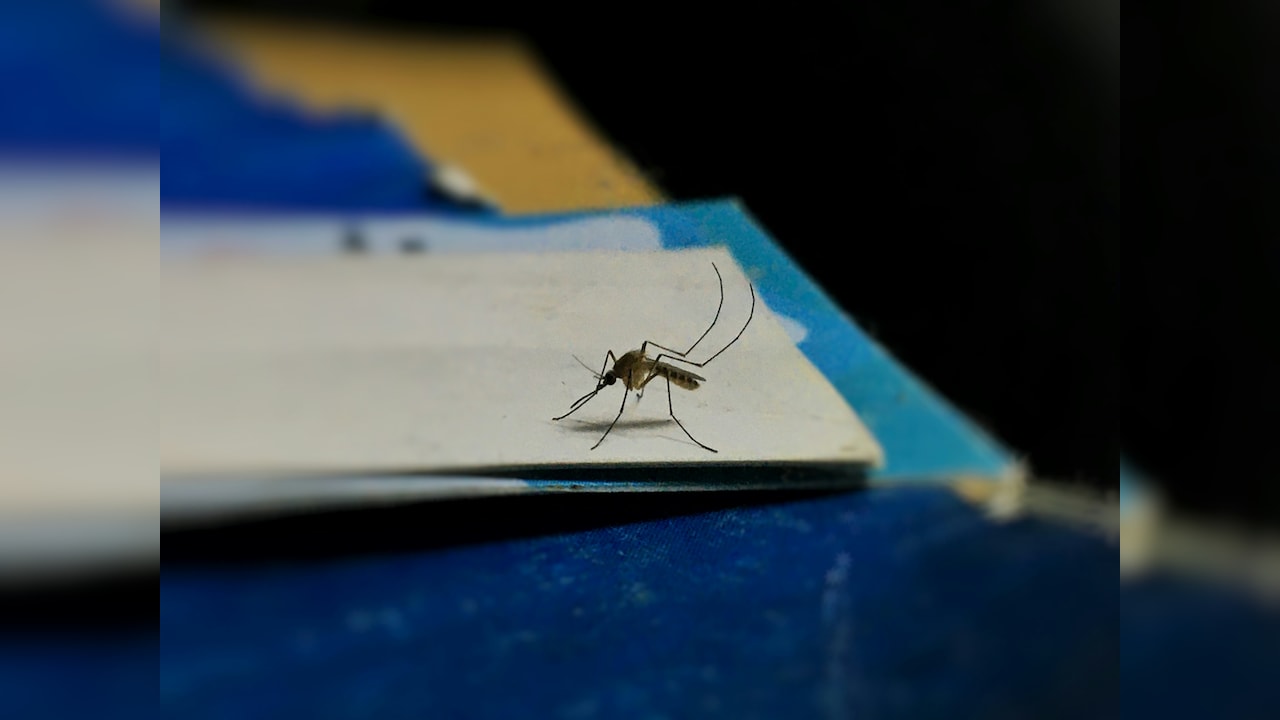 Buy Mosquito Rackets Under 500 on Amazon And Ensure A Good Night's Sleep.