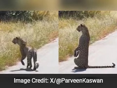 Leopard Stands On Hind Legs Like Human In Viral Video: 