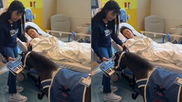 Watch: Therapy Horse Plays Keyboard To Wake Girl From Anaesthesia