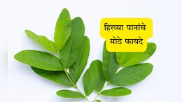 Guava Leaves Benefits: सकाळी रिकाम्या पोटी चावून खा ही 2 हिरवी पाने, 6 मोठ्या समस्यांपासून मिळेल सुटका