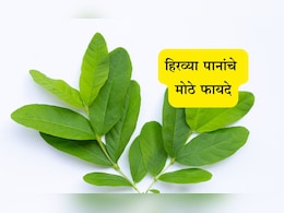 Guava Leaves Benefits: सकाळी रिकाम्या पोटी चावून खा ही 2 हिरवी पाने, 6 मोठ्या समस्यांपासून मिळेल सुटका Guava Leaves Benefits: सकाळी रिकाम्या पोटी चावून खा ही 2 हिरवी पाने, 6 मोठ्या समस्यांपासून मिळेल सुटका