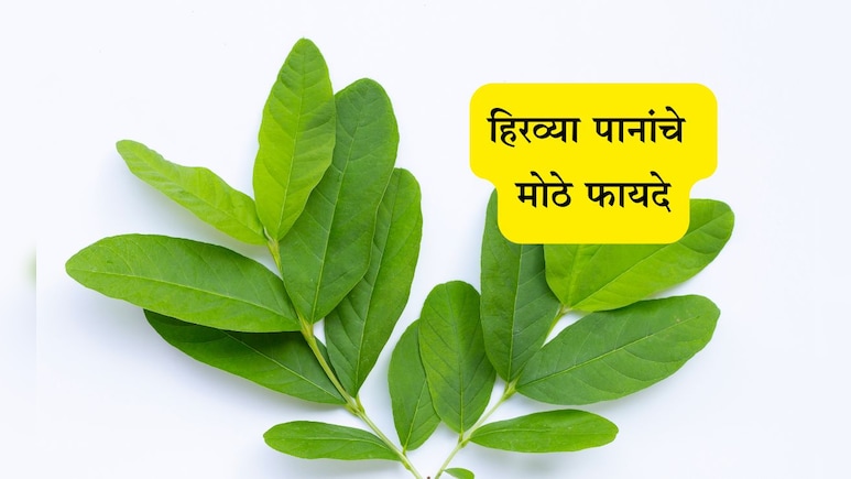 Guava Leaves Benefits: सकाळी रिकाम्या पोटी चावून खा ही 2 हिरवी पाने, 6 मोठ्या समस्यांपासून मिळेल सुटका Guava Leaves Benefits: सकाळी रिकाम्या पोटी चावून खा ही 2 हिरवी पाने, 6 मोठ्या समस्यांपासून मिळेल सुटका