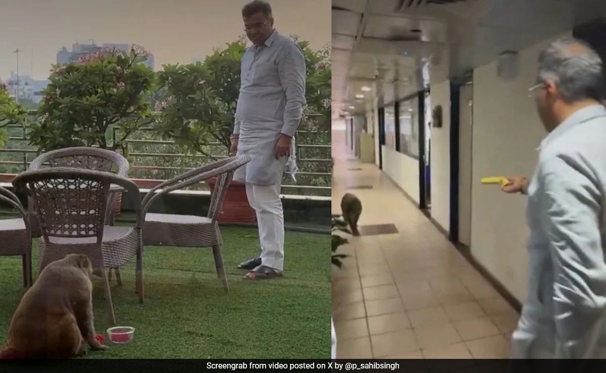 Видео на маймуна роуминг наоколо и се храни от министъра