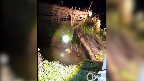 Tiger Rescue: कान्हा रिजर्व के अधिकारियों ने बाघों का किया रेस्क्यू, खाट की मदद से कुएं से बाहर आया बाघ