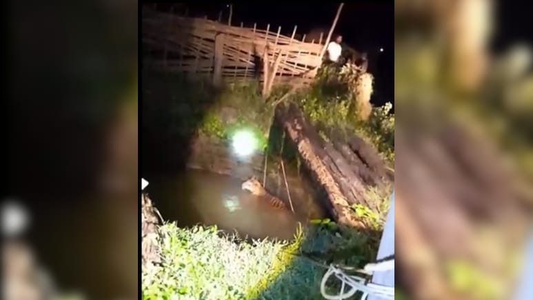 Tiger Rescue: कान्हा रिजर्व के अधिकारियों ने बाघों का किया रेस्क्यू, खाट की मदद से कुएं से बाहर आया बाघ Tiger Rescue: कान्हा रिजर्व के अधिकारियों ने बाघों का किया रेस्क्यू, खाट की मदद से कुएं से बाहर आया बाघ