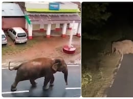झारखंड में जंगली हाथियों का आतंक, 72 घंटों में 3 लोगों को कुचला; घर को किया तहस-नहस झारखंड में जंगली हाथियों का आतंक, 72 घंटों में 3 लोगों को कुचला; घर को किया तहस-नहस