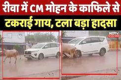 Rewa में CM Mohan Yadav के काफिले से टकराई गाय, टला बड़ा हादसा Rewa में CM Mohan Yadav के काफिले से टकराई गाय, टला बड़ा हादसा