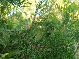 औषधीय गुणों से भरपूर खूबसूरत पौधा है मोरपंखी, इन बीमारियों में देता है राहत