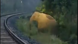 Watch: Train In Jharkhand Stops For 2 Hours To Let Elephant Deliver Calf