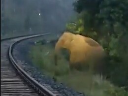 Watch: Train In Jharkhand Stops For 2 Hours To Let Elephant Deliver Calf