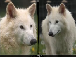 Watch: Genetically Modified Dire Wolves Double In Size In 6 Months Watch: Genetically Modified Dire Wolves Double In Size In 6 Months