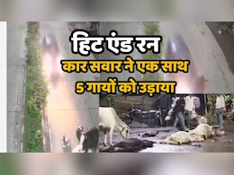 Hit and Run: नशे में धुत कार चालक ने सड़क पर बैठे 5 गौ वंशों को रौंदकर हुआ फरार, चार की मौके पर ही मौत Hit and Run: नशे में धुत कार चालक ने सड़क पर बैठे 5 गौ वंशों को रौंदकर हुआ फरार, चार की मौके पर ही मौत