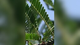 फैटी लिवर हो या डायबिटीज सबके लिए कारगर साबित हो रहा 'भूमि आंवला'