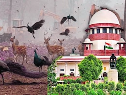 'विकास जरूरी, पर क्‍या रातोंरात जंगल नष्‍ट कर देंगे...', तेलंगाना में पेड़ों की कटाई पर सुप्रीम कोर्ट