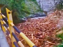 'पुष्पा' स्टाइल में तस्करी या बाढ़ की मार? हिमाचल के पंडोह डैम में बहकर आई लकड़ियां, सीआईडी जांच के आदेश 'पुष्पा' स्टाइल में तस्करी या बाढ़ की मार? हिमाचल के पंडोह डैम में बहकर आई लकड़ियां, सीआईडी जांच के आदेश