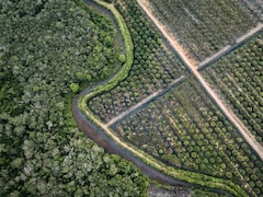 'No Less Than Spiritual Bond': Indonesians Fight To Preserve Peatland