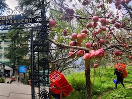 हिमाचल प्रदेश के सेब किसानों पर हाईकोर्ट का शिकंजा,  सेब के पेड़ों, बागानों को काटने के दिए आदेश