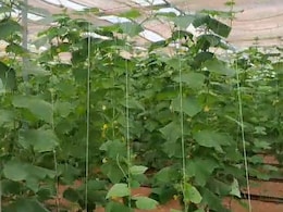 Rajasthan: इस तकनीक से शेखावाटी के किसान हो रहे हैं मालामाल, हर साल कमा रहे हैं लाखों का मुनाफा Rajasthan: इस तकनीक से शेखावाटी के किसान हो रहे हैं मालामाल, हर साल कमा रहे हैं लाखों का मुनाफा