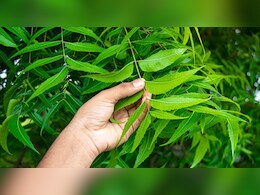 बरसात में बढ़ जाता है ‘नीम’ का महत्व, संक्रमण समेत इन समस्याओं की छुट्टी तय!