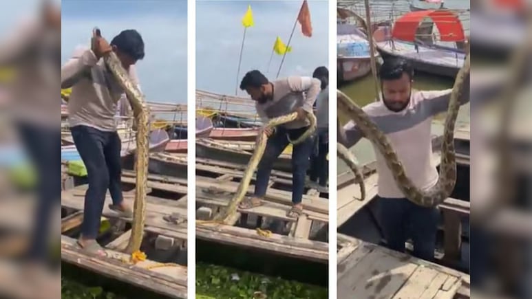नाव में बैठते ही दिखा 10 फीट लंबा अजगर, चीख-पुकार के बीच रेस्क्यू टीम ने ऐसे निकाला बाहर