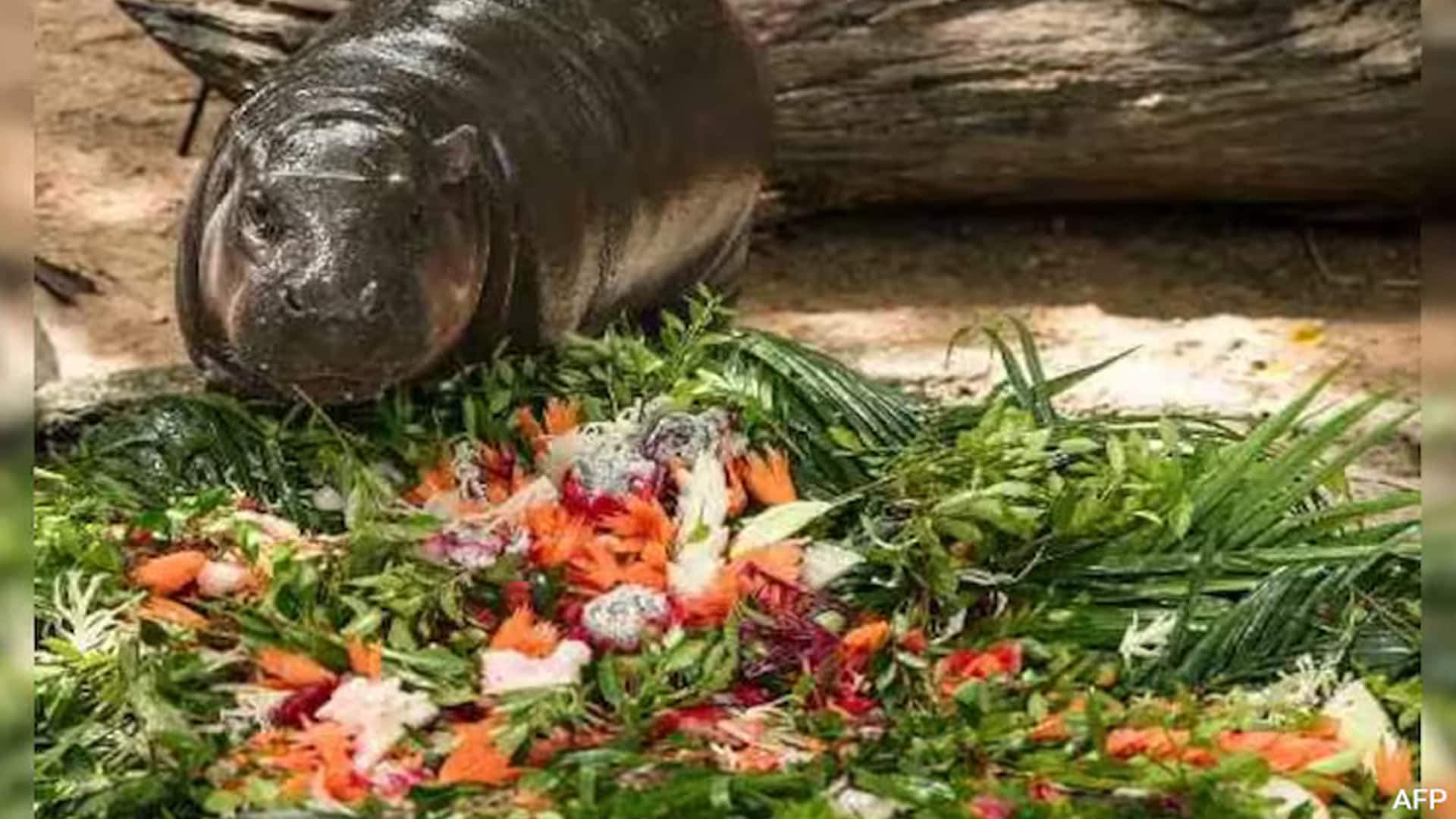 Hippo Birthday: Thai Zoo's Celebrity Moo Deng Turns 1, Celebrates With Fans