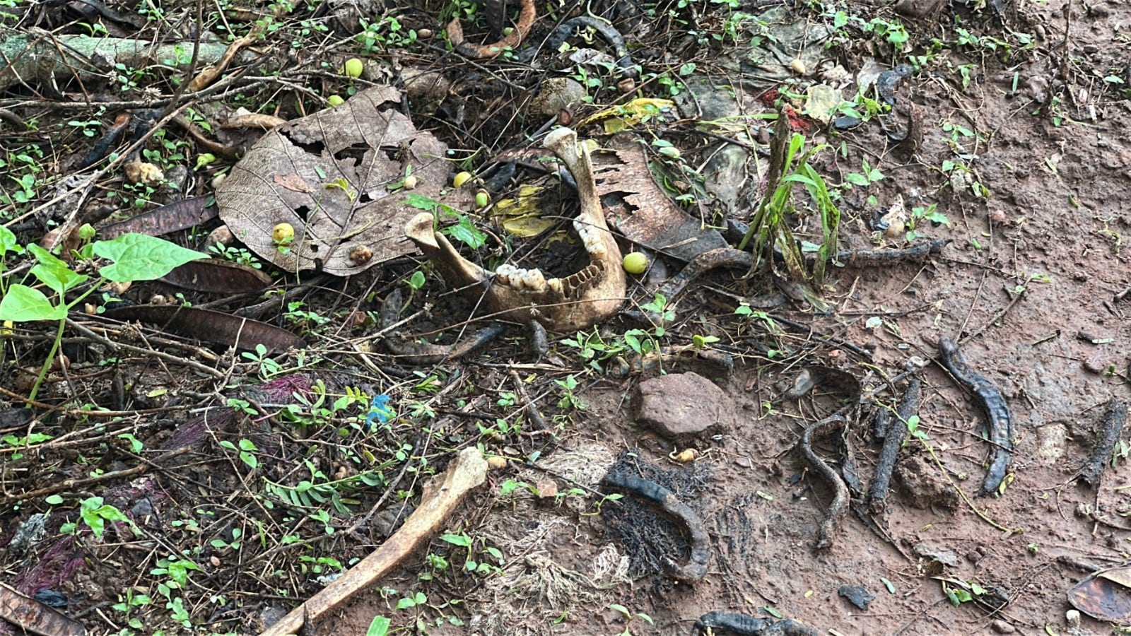 अफसोसजनक: कई बार शवों को दफनाने के बाद कुत्ते उन्हें नोच लेते हैं. हड्डियों को चबा जाते हैं अफसोसजनक: कई बार शवों को दफनाने के बाद कुत्ते उन्हें नोच लेते हैं. हड्डियों को चबा जाते हैं