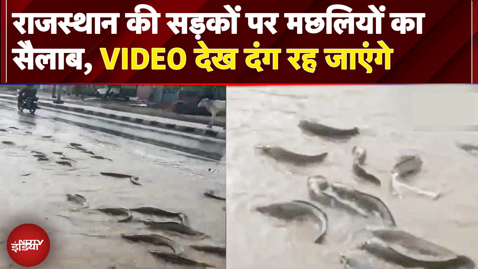 Monsoon 2025: Rajasthan शहर के बने समंदर, सड़कों पर तैरने लगीं मछलियां | Heavy Rain