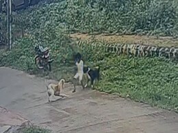 3 साल की मासूम को घसीटकर नोंचते रहे कुत्ते, दो बच्चियों पर किया हमला...कर्नाटक में आवारा कुत्तों से सहमे लोग 3 साल की मासूम को घसीटकर नोंचते रहे कुत्ते, दो बच्चियों पर किया हमला...कर्नाटक में आवारा कुत्तों से सहमे लोग
