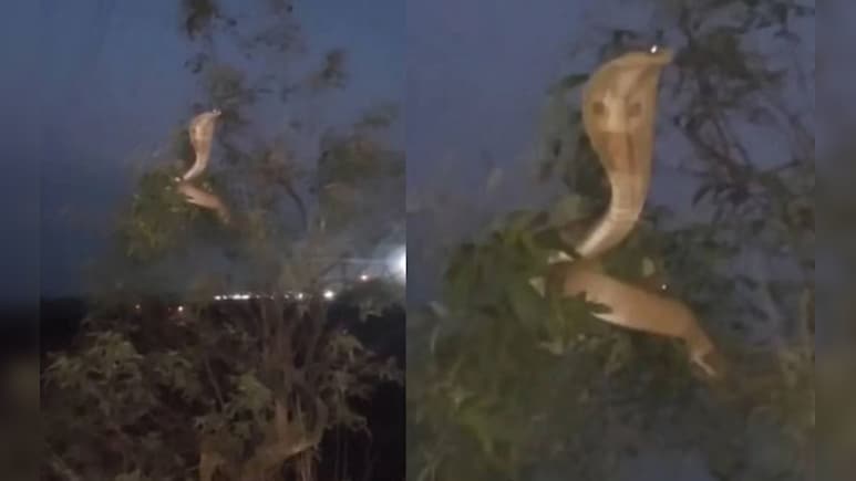 पेड़ की ऊपरी टहनी पर बैठा दिखा सांप, वीडियो देख लोग बोले- ये तो इच्छाधारी 'नागिन' है
