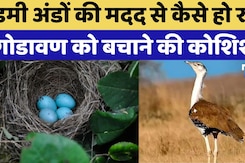 Jaisalmer News: कैसे हो रही Godavan को बचाने की कोशिश? Jaisalmer News: कैसे हो रही Godavan को बचाने की कोशिश?