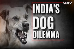 Furry Friends Turning Foes? - India 'Battles' Dog dilemma Furry Friends Turning Foes? - India 'Battles' Dog dilemma