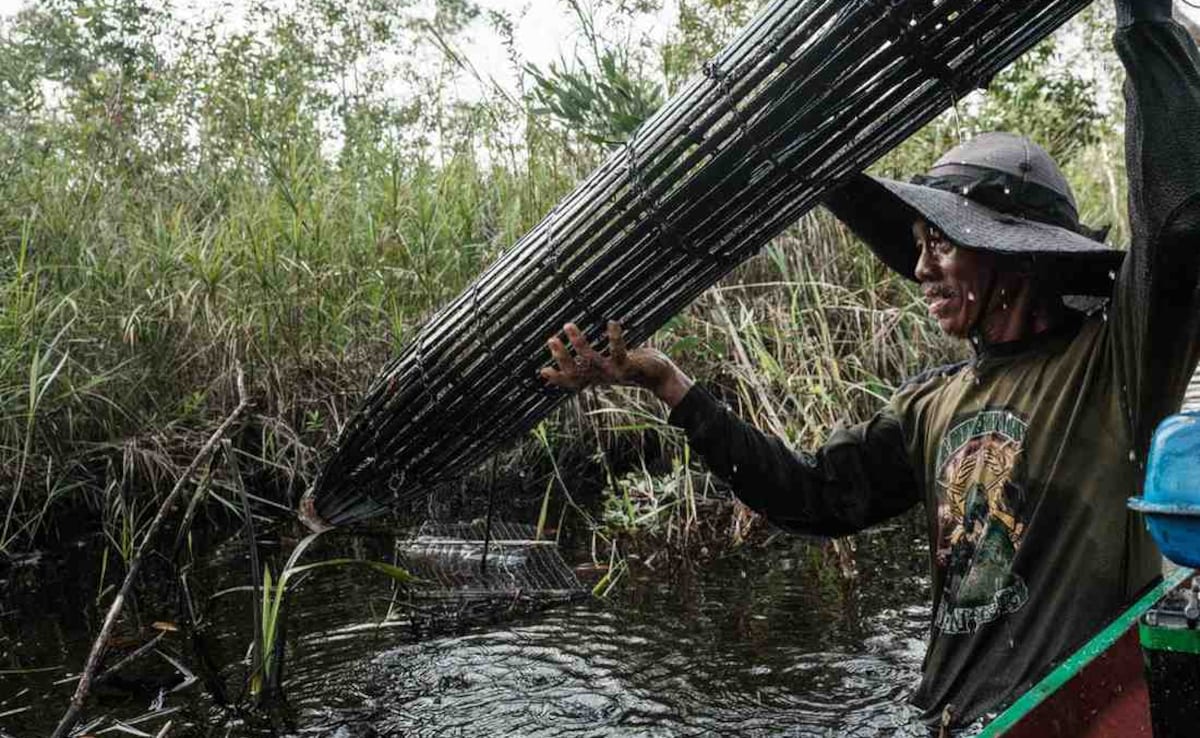'No Less Than Spiritual Bond': Indonesians Fight To Preserve Peatland