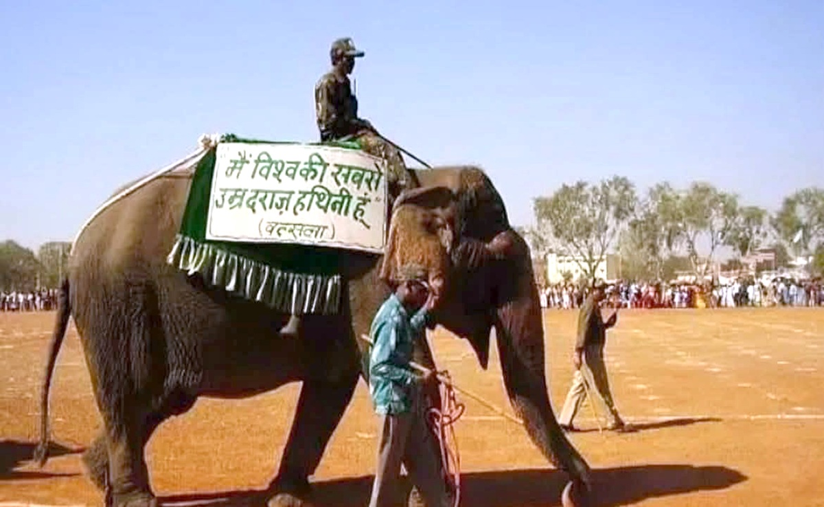 Elephant Death: अलविदा वत्सला! पन्ना टाइगर रिजर्व में देश की सबसे बुजुर्ग हथिनी की मौत, ऐसा रहा जीवन